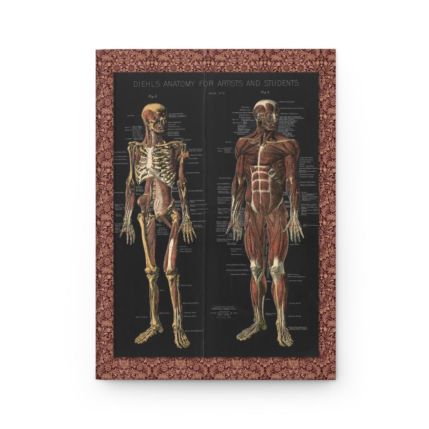 skeletal deep muscle superficial musculature front cover from Conrad Diehl 1888 F.W. Devoe chromolithograph - LeBonJournal
