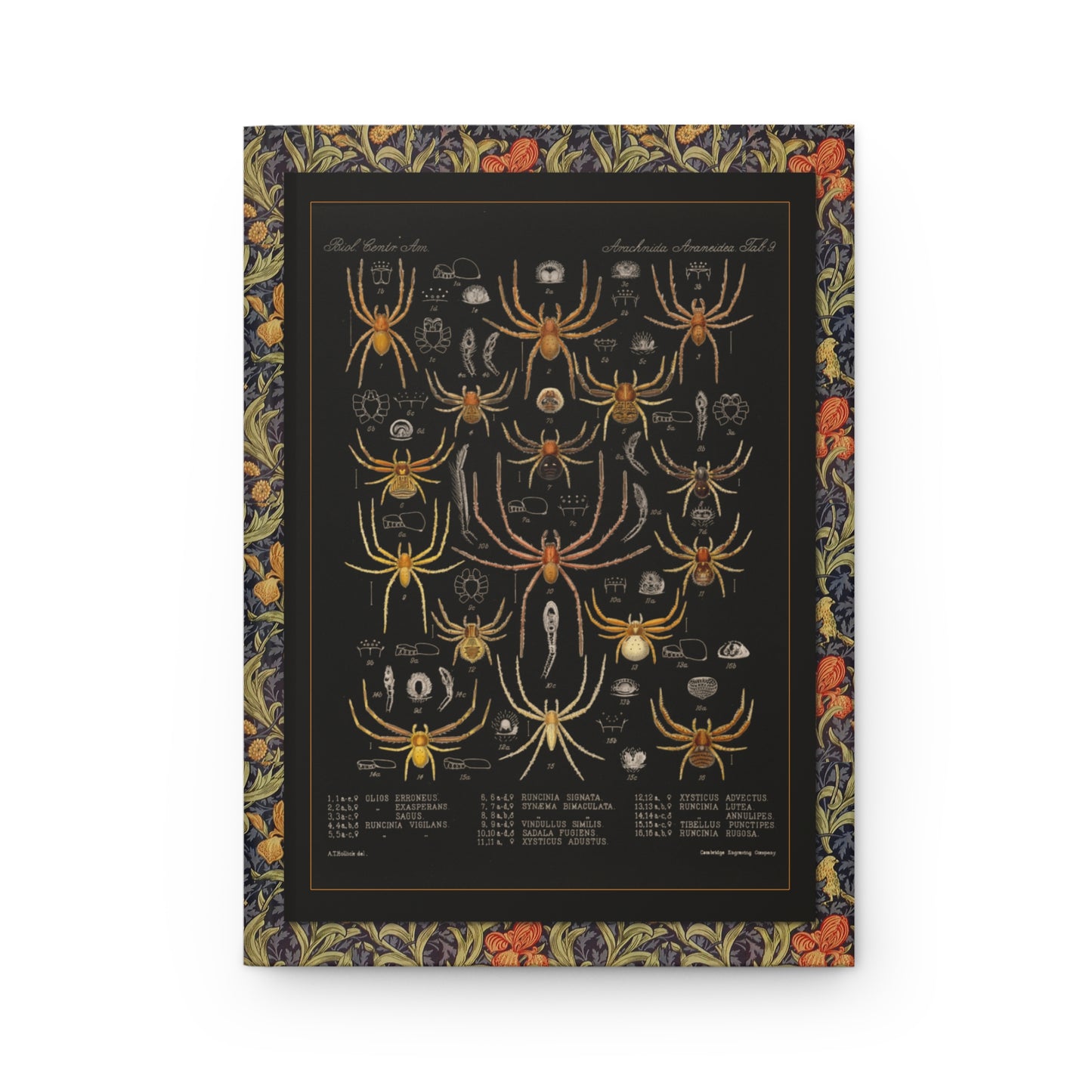Spider journal front cover with Godman Arachnida Araneidea Plate 09 illustration - LeBonJournal

