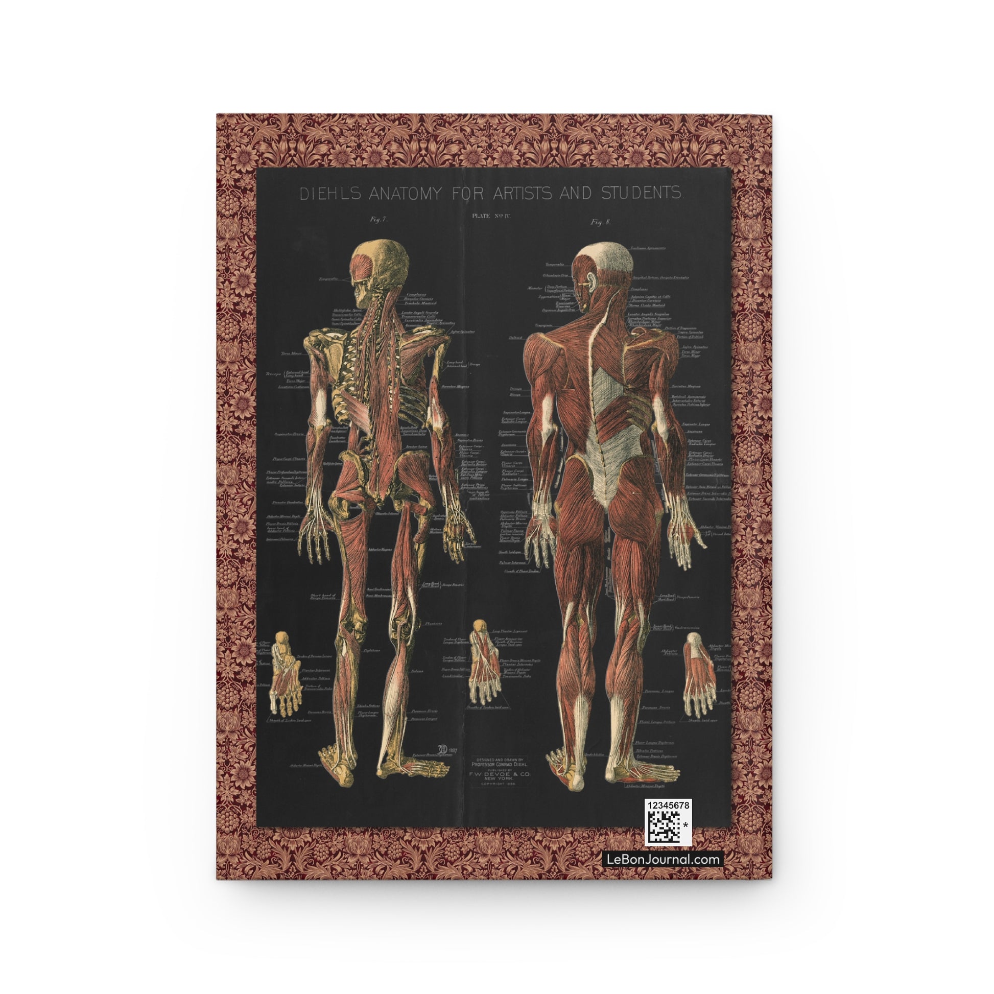 trapezius deltoid gluteus posterior lateral back cover from Conrad Diehl 1888 anatomy plate IV - LeBonJournal
