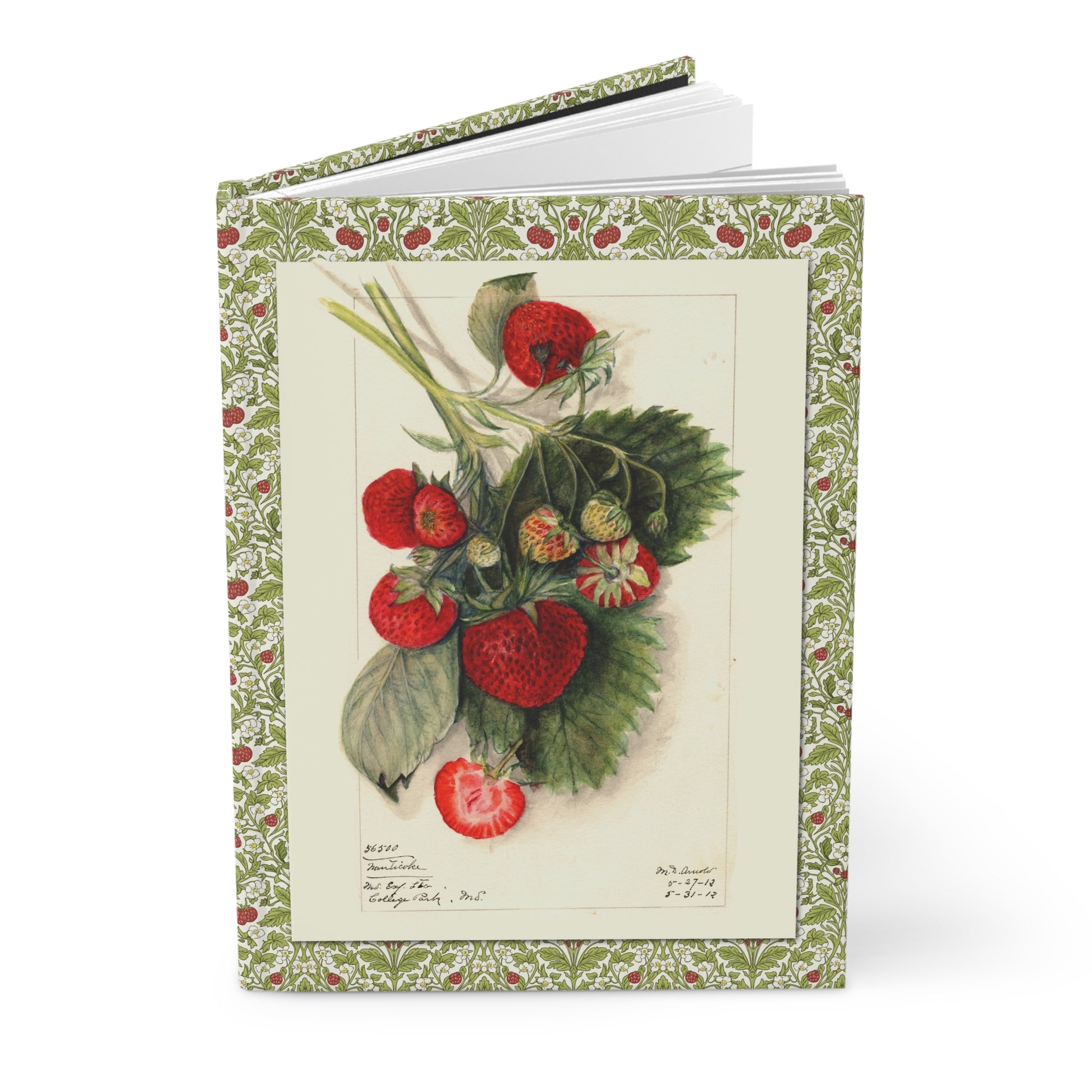 USDA strawberry journal with 1912 Arnold and 1910 Lower botanical illustrations - LeBonJournal
