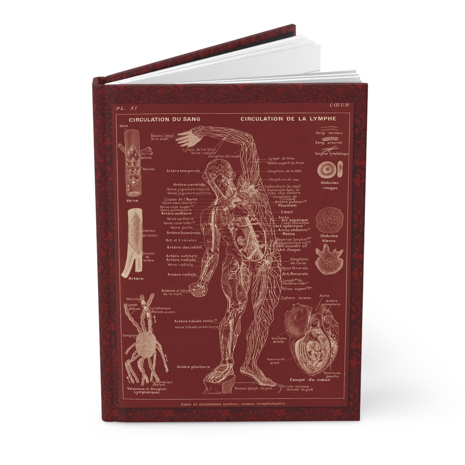 Anatomy Journal Larousse Médical Illustré 1912 - Hardcover Lined Front View Front view of the standing slightly open Anatomy hardcover lined journal featuring a 1912 French medical anatomical chart of human blood and lymph circulation on a deep red patterned background.